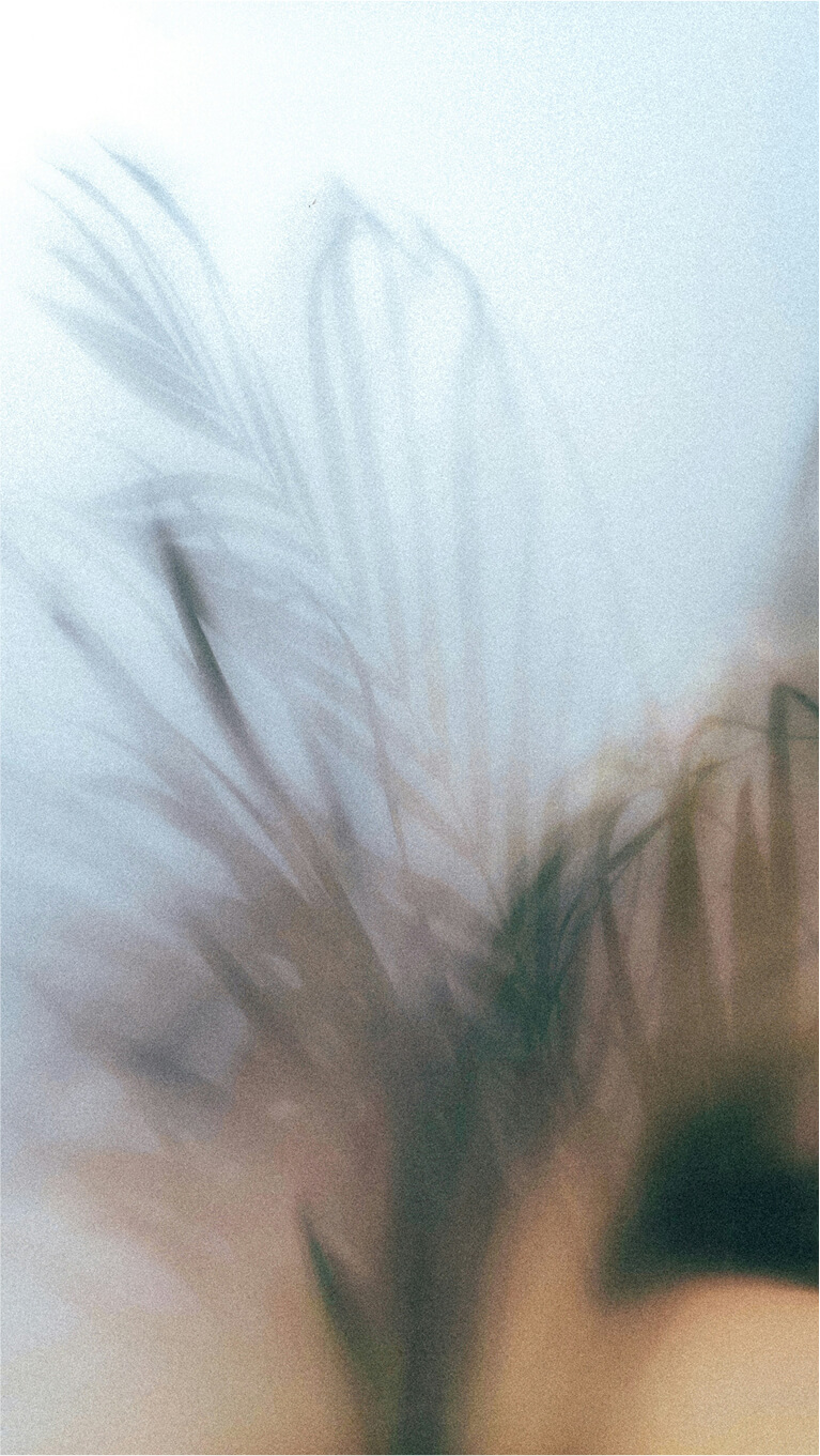 Abstracte foto, plant